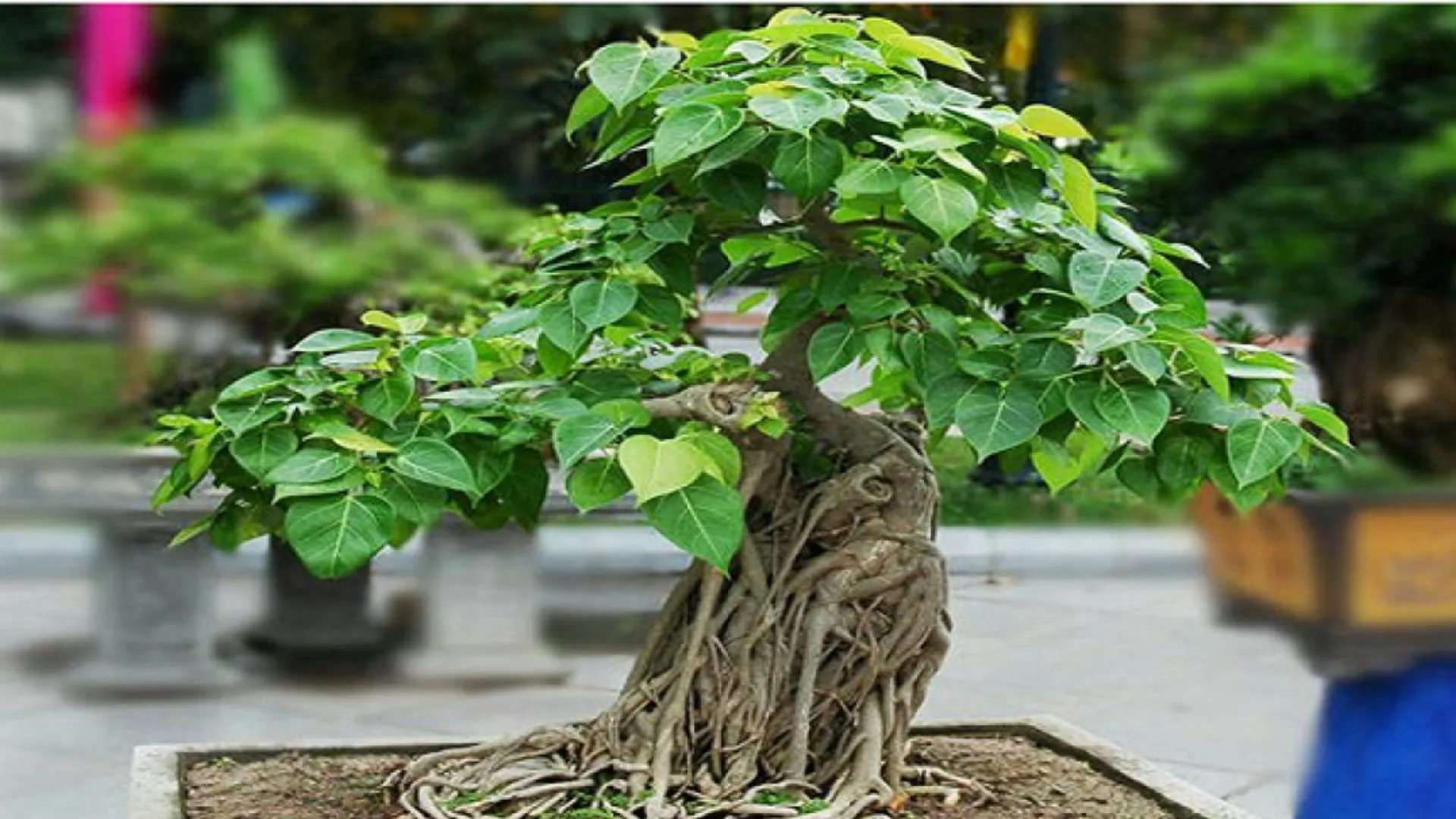 Peepal Ka Ped : घर में नहीं लगाना चाहिए पीपल का पेड़, जानिए क्या है मान्यता?