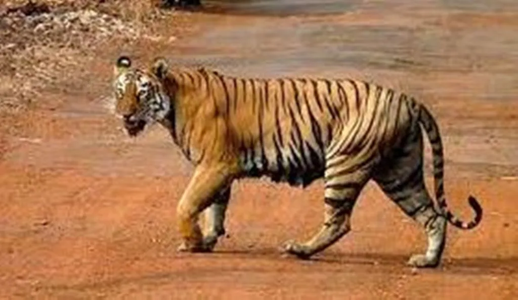 दुनिया का सबसे व्यापक वन्यजीव सर्वेक्षण है ‘बाघ गणना 2022’: रिपोर्ट 