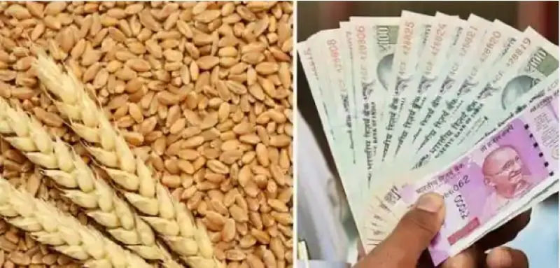 रुद्रपुर: किसानों से 2150 रुपया प्रति क्विंटल के हिसाब से गेहूं खरीदेगा टीडीसी 