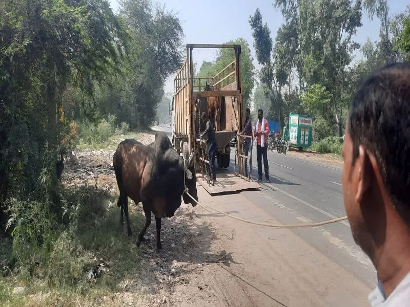 अयोध्या : 421 छुट्टा गोवंशों पकड़र आश्रय स्थल भेजा गया