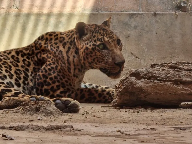 लखनऊ : अशोका ने तीन दिन से कुछ नहीं खाया, जान बचाने में जुटे हैं चिकित्सक