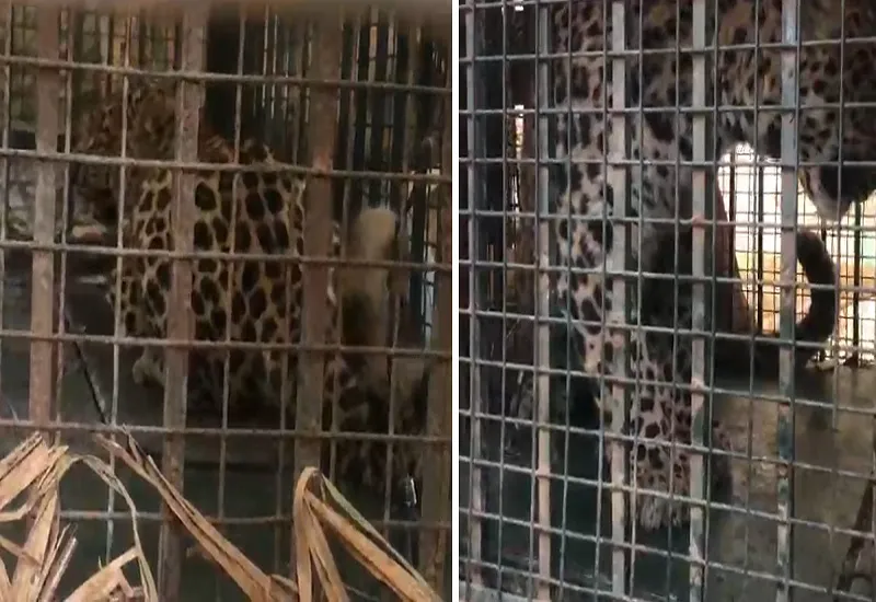 VIDEO : रामपुर में एक सप्ताह बाद पिंजरे में कैंद हुआ तेंदुआ, किसानों ने ली राहत की सांस 