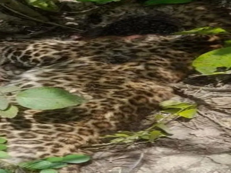 तेंदुए का शव