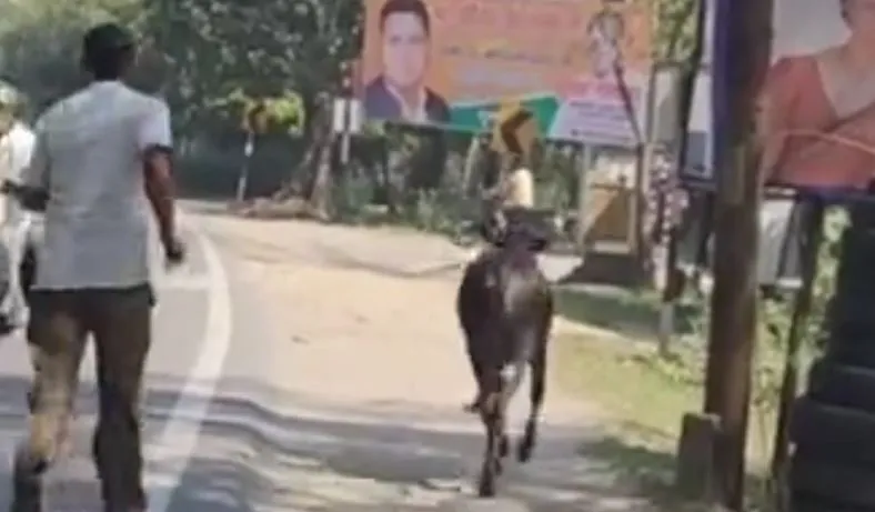 पीलीभीत: जब सड़कों पर डंडा लेकर गोवंश भगाते नजर आए कर्मचारी, जानिए मामला.. 