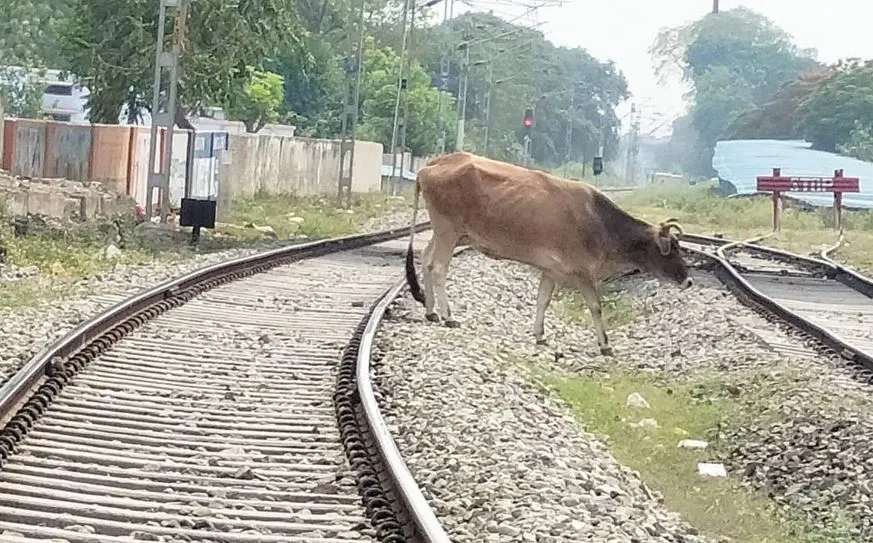 बरेली: ट्रेनों की रफ्तार का शिकार बने छुट्टा पशु, रेलवे बनाएगा दीवार