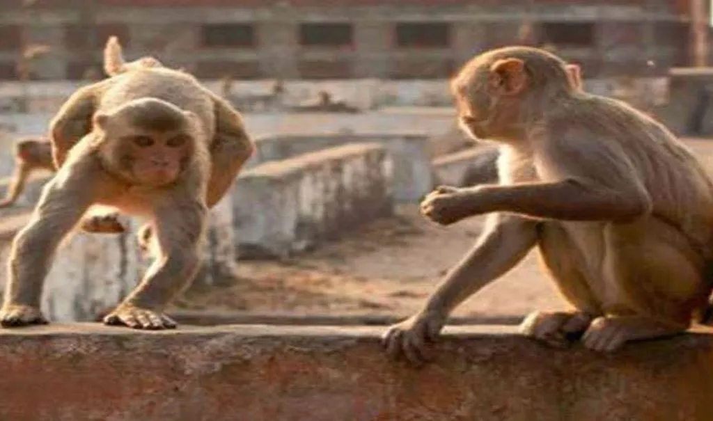 बरेली: बंदरों से डरी महिला गिरकर घायल, अस्पताल में भर्ती