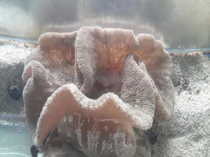 लखनऊ : चिड़ियाघर में देख सकते हैं फूलों की तरह दिखने वाले समुद्री जीव