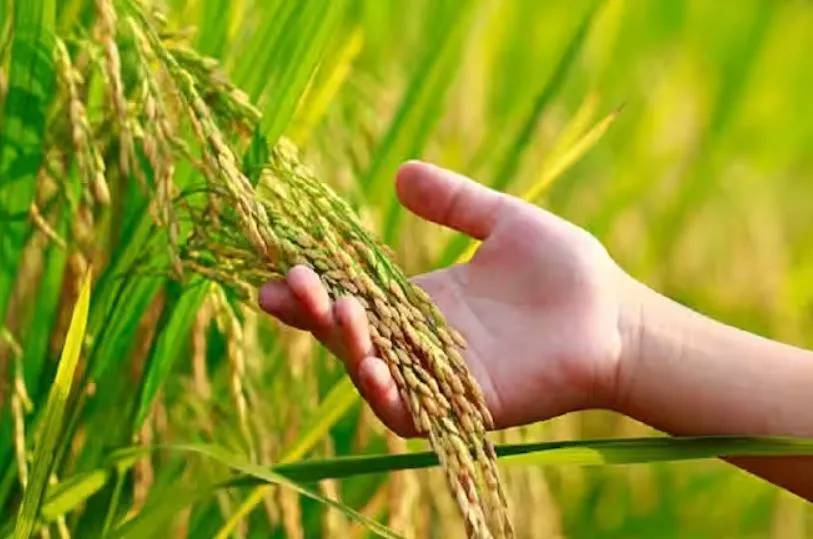 बरेली: कम पानी में भी होगी धान की अच्छी पैदावार, अगले महीने शुरू हो जाएगी बुवाई