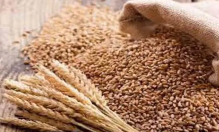 बरेली: बारिश से फसल की कटाई प्रभावित, 111 केंद्रों पर थमी गेहूं खरीद