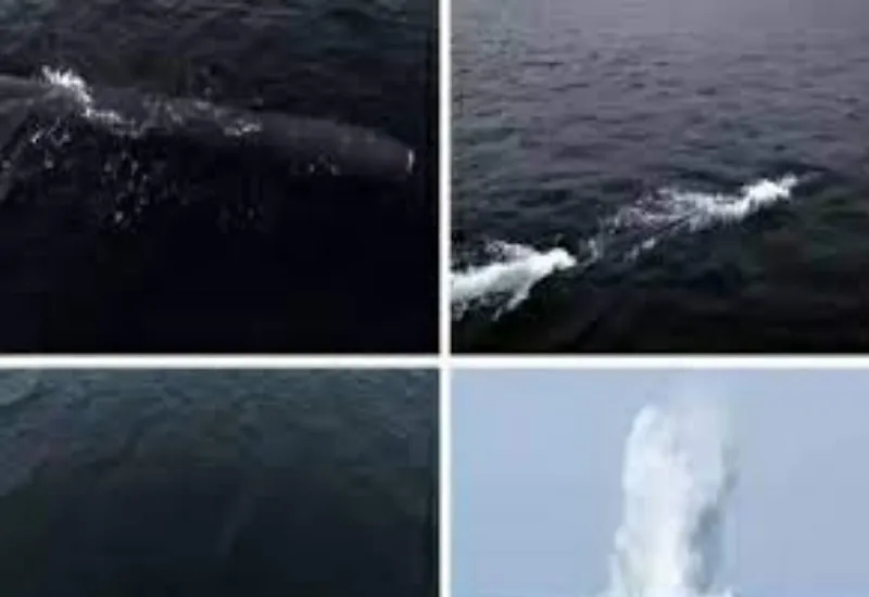 उत्तर कोरिया ने पानी के भीतर परमाणु हमला करने में सक्षम ड्रोन का किया परीक्षण