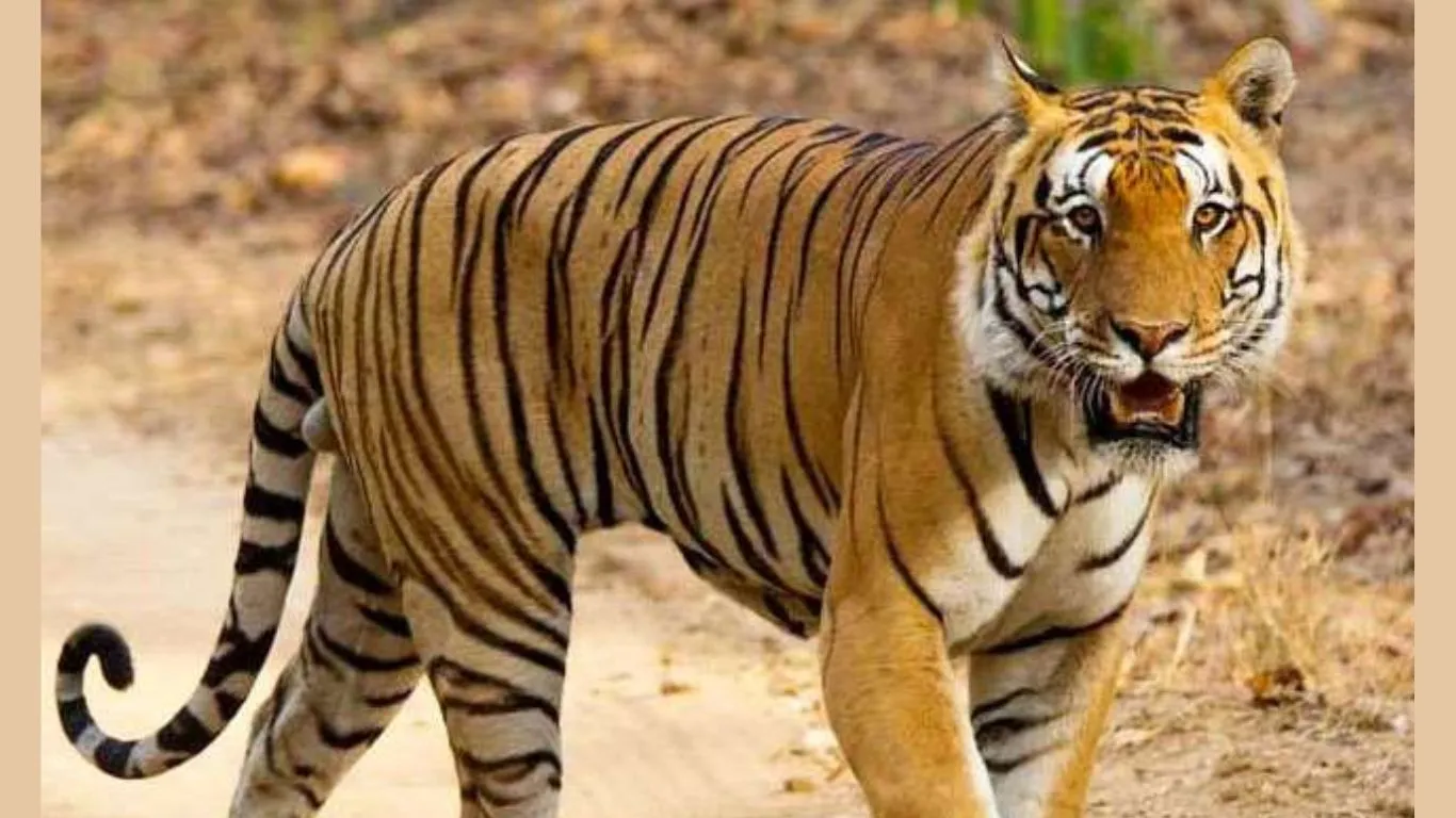 Ramnagar News: बाघ के हमले से बाल-बाल बचे बाइक सवार, हड़बड़ाहट में बाइक से गिरकर महिला घायल