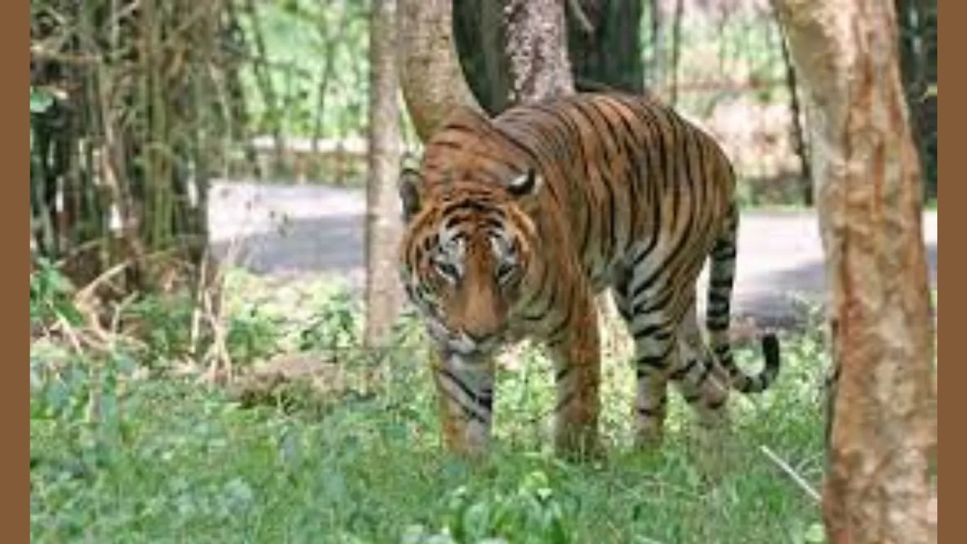 Haldwani News: दमुवाढूंगा को वन्यजीवों के आतंक से निजात दिलाने की मांग, सीएम को भेजी चिट्ठी