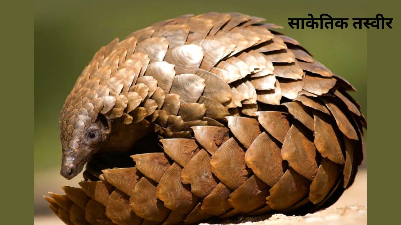 Khatima News: वन विभाग की पूछताछ में आरोपियों ने कबूला जुर्म, हां... मैने ही पीलीभीत के महोप रेंज में मारा था पैंगोलिन सांप