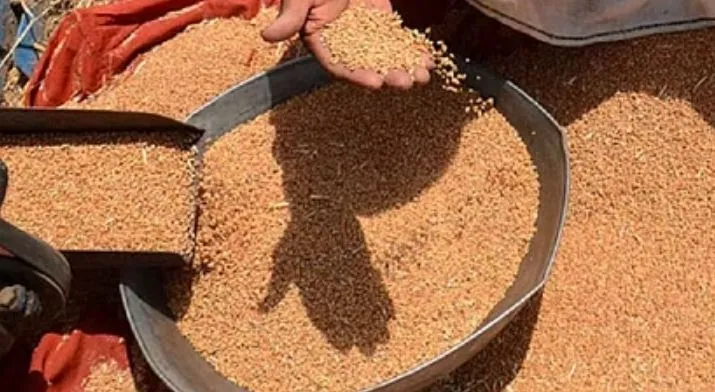 बरेली: टूटा-फूटा और सिकुड़ा गेहूं भी खरीदेंगे केंद्र प्रभारी