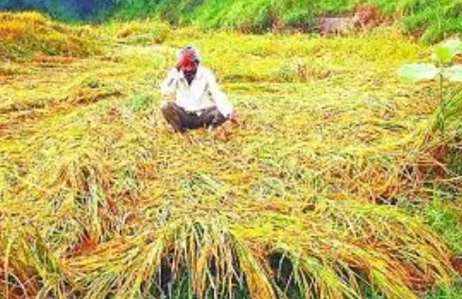 पंजाब: बेमौसम बारिश की मार झेल रहे किसानों के लिए केंद्र से विशेष पैकेज की मांग