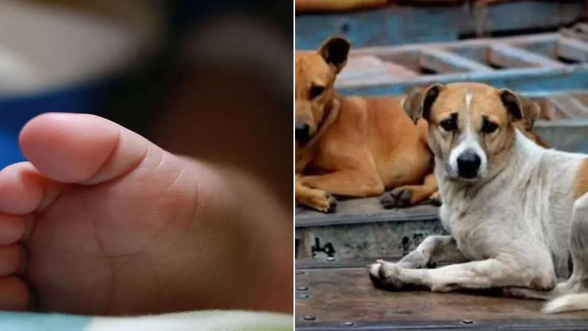 बरेली: युवक के शव को कुत्तों ने नोच खाया