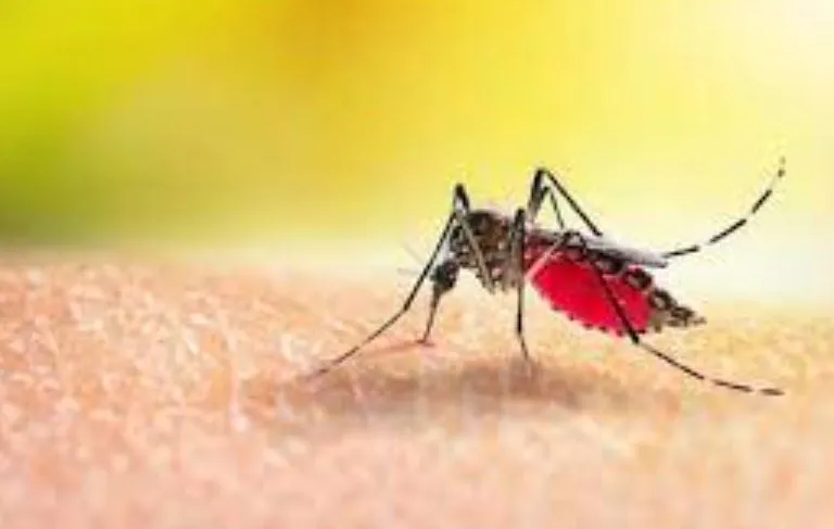  Bareilly: 3200 टीमें लापता... पांच साल पहले इसी तरह बेकाबू हो गया था मलेरिया