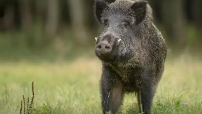 बरेली: खेत पर काम कर रहे किसान पर जंगली सूअर ने किया हमला, मौत