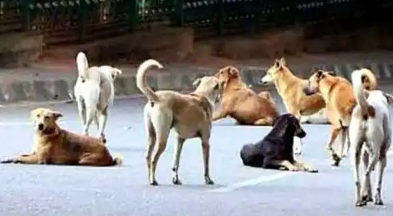 बरेली : निगम टीम ने अभियान चलाकर दो दिन में 35 आवारा कुत्तों को पकड़ा