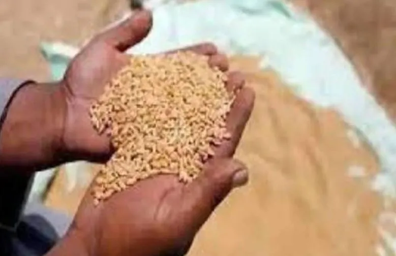 बरेली: केंद्रों पर इस साल भी गेहूं खरीद बन सकती है चुनौती, सिर्फ 440 किसानों ने कराया पंजीयन