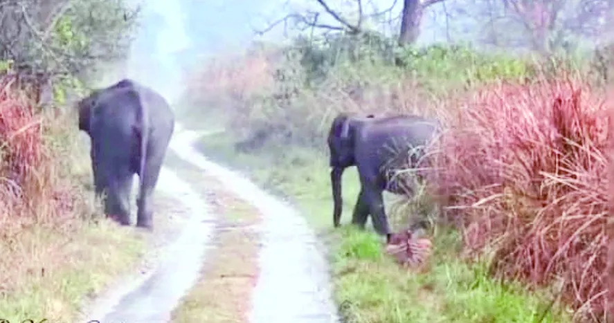 खटीमा: हाथी के झुंड ने मचाया उत्पात, नर्सरी तोड़ी 