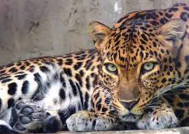 पीलीभीत: भैंस चराने गए ग्रामीण पर तेंदुए ने किया हमला, जिला अस्पताल किया गया रेफर