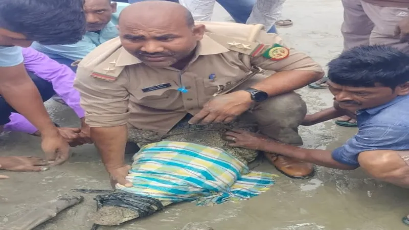 बाराबंकी : शारदा नहर में दिखा मगरमच्छ, सरयू नदी में सुरक्षित छोड़ा गया