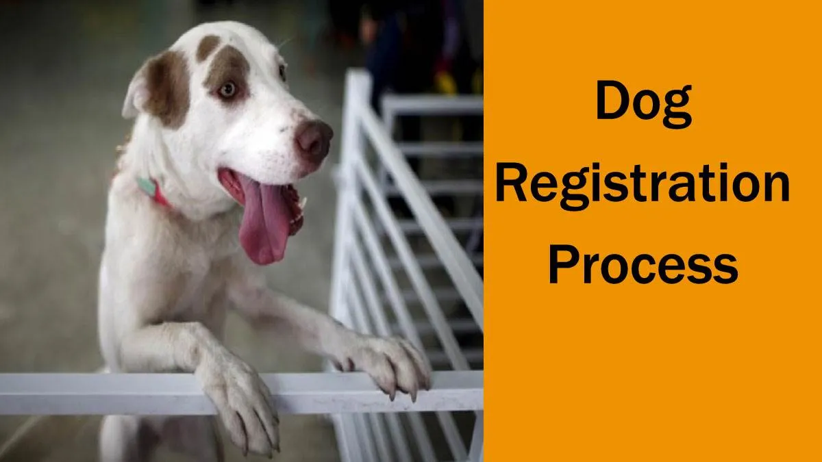 हल्द्वानी: पालतू कुत्तों का करा लें पंजीकरण, नहीं तो होगी कार्रवाई 