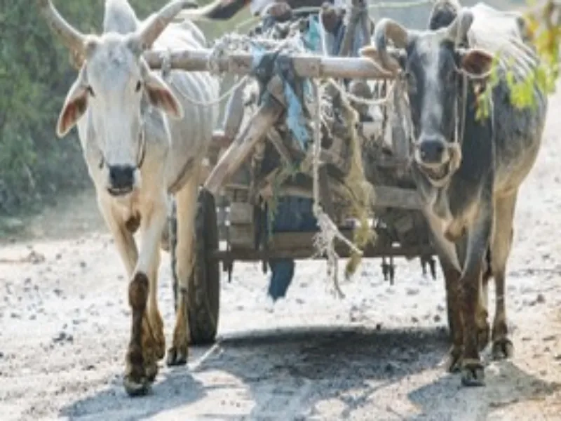 हरदोई में मिट्टी लदी बैलगाड़ी के पहिए के नीचे दबने से किसान की मौत 