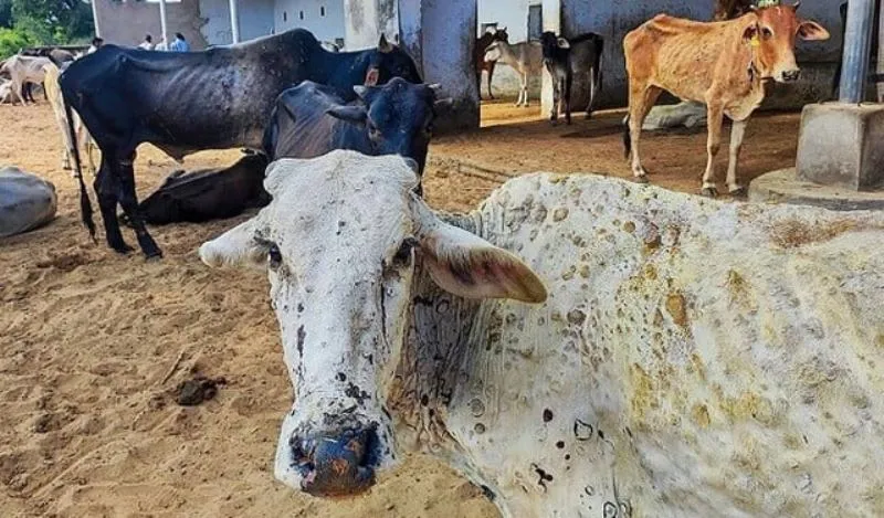 ओखलकांडा: वायरल संक्रमण के चलते दर्जनों मवेशियों की मौत