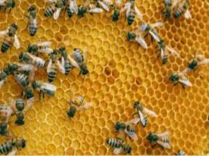 आगरा : श्रीरुद्र महायज्ञ में मधुमक्खियों ने किया हमला, मची भगदड़  