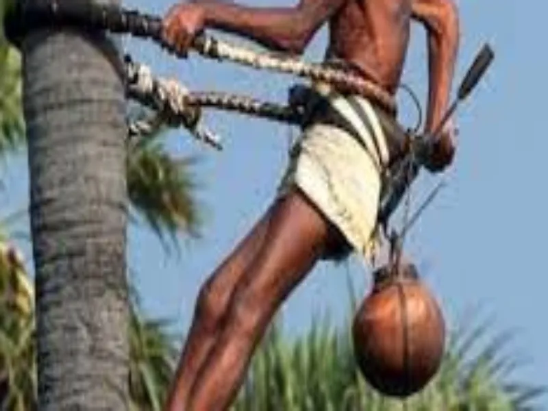 हरदोई: ताड़ी उतार रहे मजदूर की पेड़ से गिर कर मौत