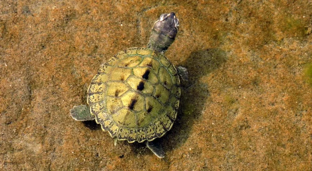 विश्व कछुआ दिवस: रामगंगा नदी में कछुओं की आठ में तीन प्रजातियां संकटग्रस्त