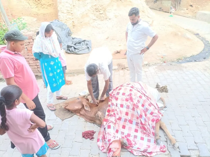 हरदोई: समाजसेवी ने घायल गाय का करवाया इलाज