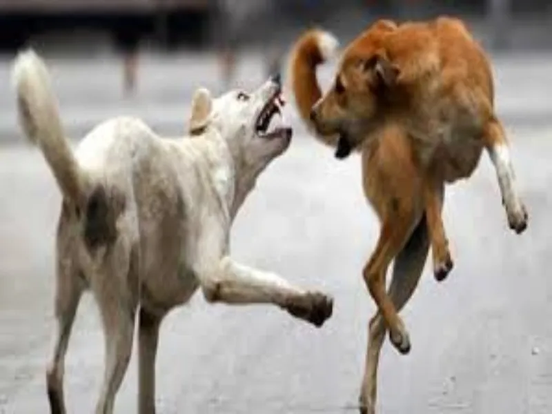 हरदोई: शाहाबाद में लाचार बंदर को कुत्तों ने नोच कर मार डाला