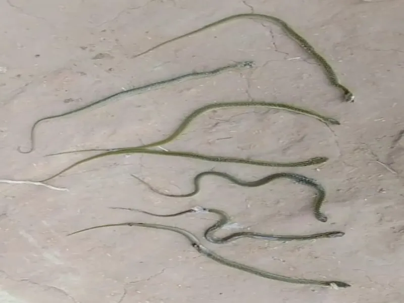 एक सांप को मारा तो घर में घुस आया सांपों का झुंड, परिवार का रहना हुआ दुश्वार 