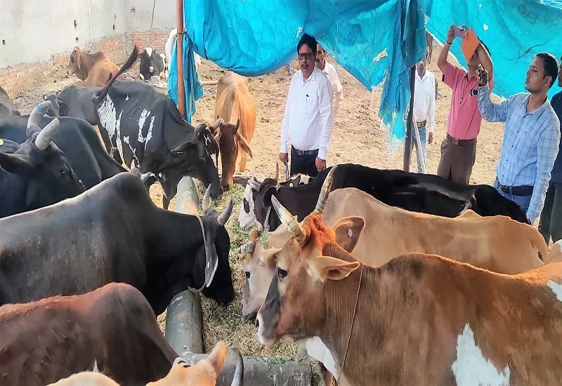 उत्तराखंड में लंपी वायरस की दस्तक से मुरादाबाद में भी सतर्कता, पशु चिकित्सा विभाग ने गठित की टीमें