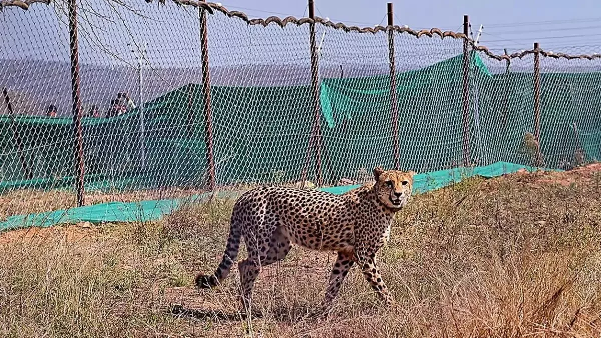 केंद्र ने किया चीता परियोजना की निगरानी के लिए उच्च स्तरीय समिति का गठन