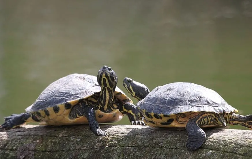 रुद्रपुर: 40 Kg का दुर्लभ कछुआ बरामद, एक गिरफ्तार...एक फरार 