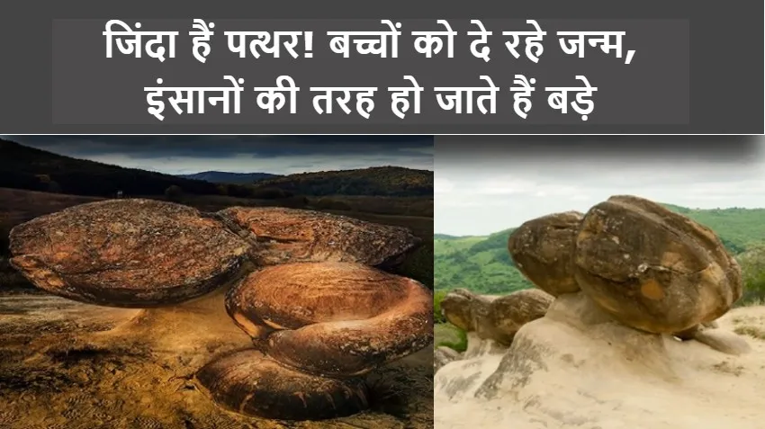 OMG! पत्थर भी देते हैं बच्चों को जन्म...खुद होने लगते हैं बड़े, इंसानों से कम नहीं लिविंग स्टोन