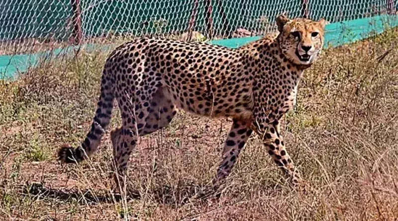 MP : दक्षिण अफ्रीका से लाए गए चीते की केएनपी में मौत, 42 दिन में हुई तीसरे चीते की मौत