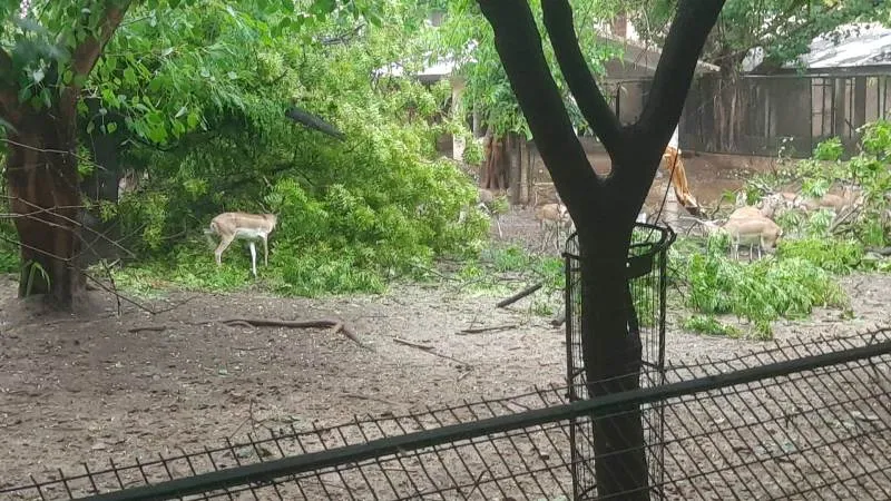 लखनऊ : तेज आंधी से प्राणी उद्यान परिसर की व्यवस्था अस्त-व्यस्त