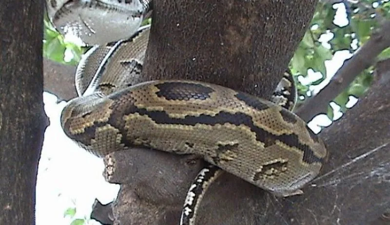 हल्द्वानी: पेड़ पर Python...जिसने देखा कांप उठा, क्या आपने देखा? 