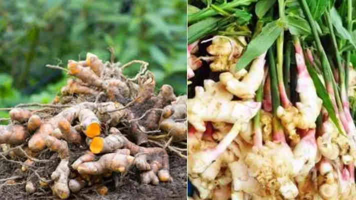 गरमपानी: हल्दी व अदरक का बीज उपलब्ध न कराए जाने से किसान मायूस