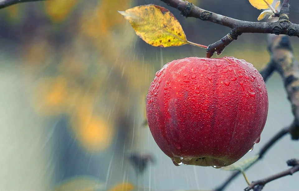 हल्द्वानी: पहाड़ों में फलों के लिए लाभकारी है मौजूदा बारिश  