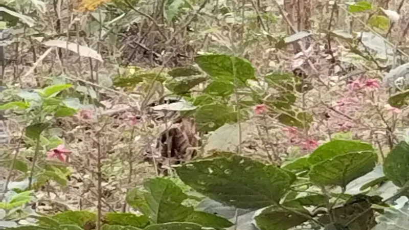 बहराइच: गांव में पहुंचा तेंदुए का शावक, ग्रामीणों को दौड़ाया, वन विभाग की टीम ने जंगल की ओर खदेड़ा