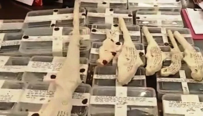 Banda News : पुलिस ने अवैध असलहा फैक्ट्री का किया भंडाफोड़, 17 तमंचे और अन्य उपकरण किए गए बरामद 