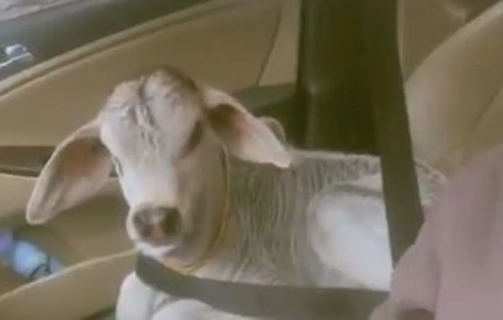 Viral Video: लॉन्ग ड्राइव पर निकला बछड़ा, यातायात के नियमों का किया पालन, देखें वीडियो