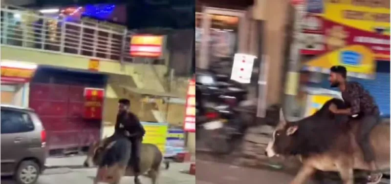 Viral Video: कैलाशपति नाथ की जय! के नारों के साथ सांड की सवारी करने वाला युवक कौन था? जानिए इधर 