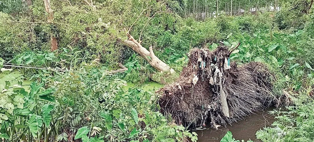 Kashipur News : तेज आंधी से फसलों को पहुंचा भारी नुकसान, बिजली की लाइनों पर गिरे पेड़, आठ घंटे बिजली रही गुल